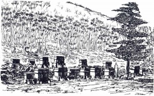 Vista del grupo central de tumbas de Quiahuistlan